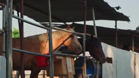 horses-resting-in-a-stable