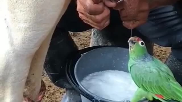 Wow amazing😱❤️The parrot drinks cow's milk