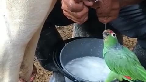 Wow amazing😱❤️The parrot drinks cow's milk