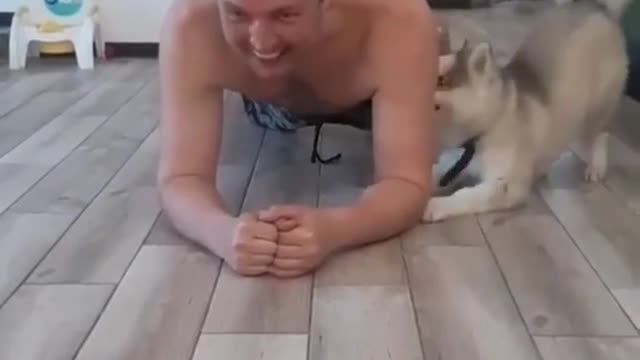 Husky Puppies Are The Best Workout Partners!