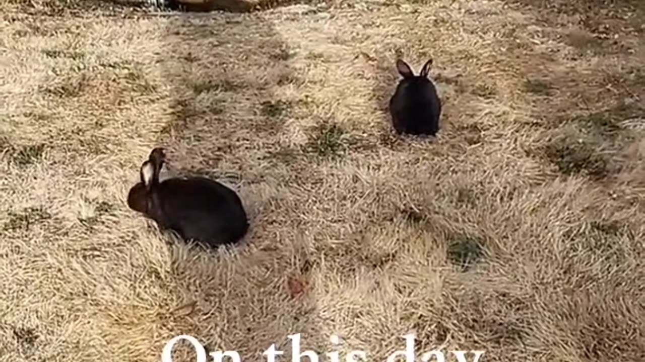 Rabbit nature shadow song