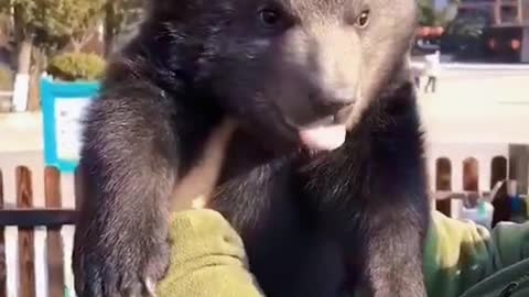 Of pet bear