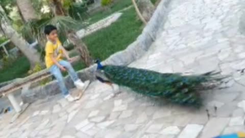 Feeding the peacock