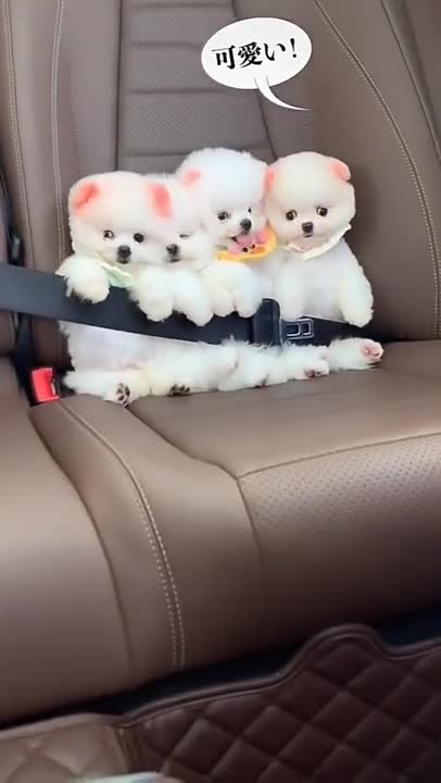 My Cats going to the world wide country