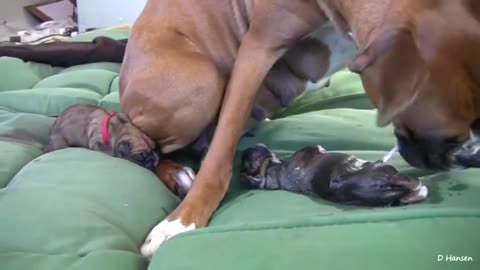 Dog Has Amazing Birth!!!!