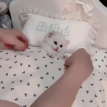 Cute Baby Kitty is all tucked in for the Night!!