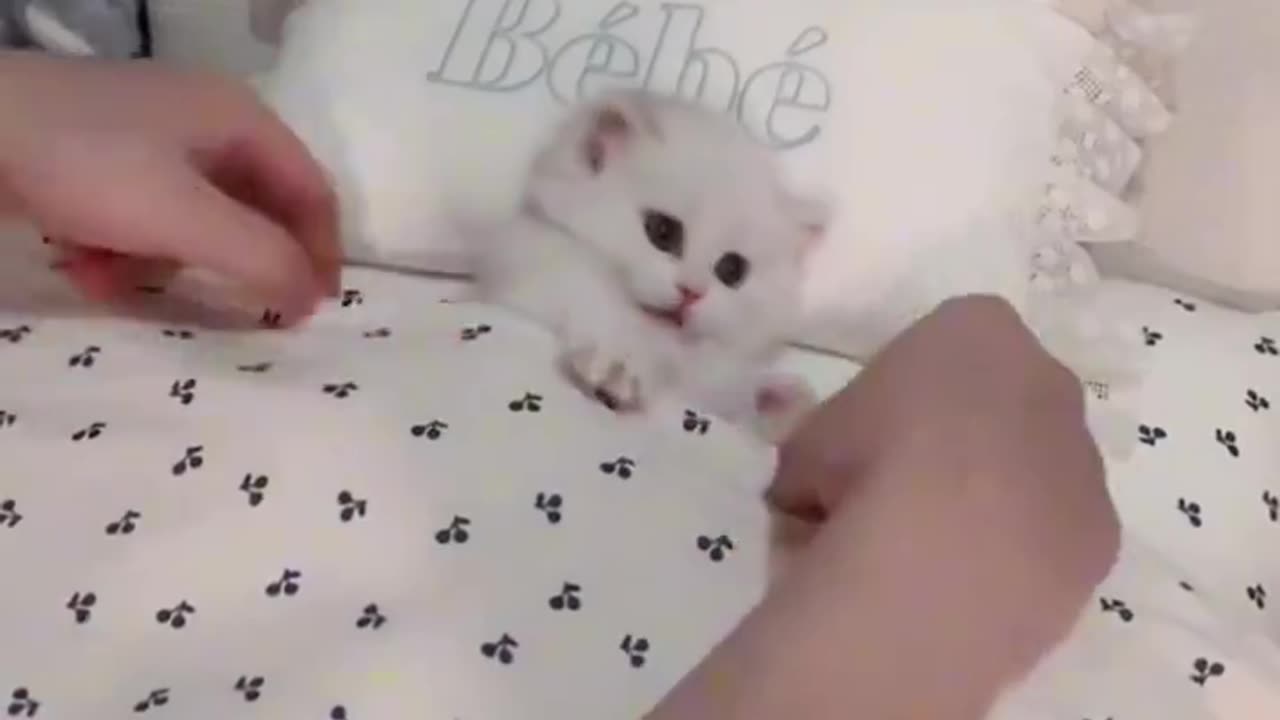 Cute Baby Kitty is all tucked in for the Night!!