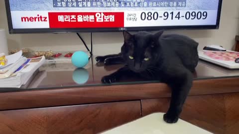 The cat exercising with the ball is cute🐈‍⬛