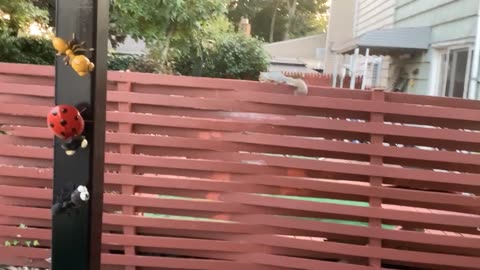 Squirrel fence