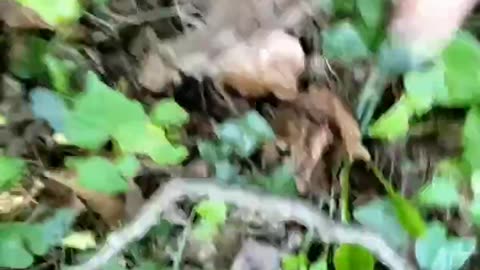 Survival