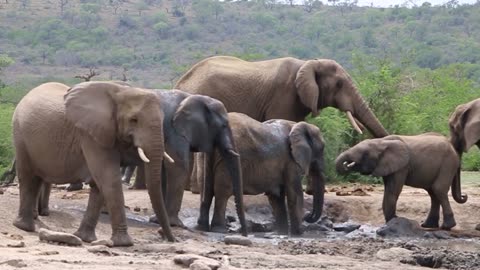 ELEPHANTS!!!! I SEE ELEHPHANTS.