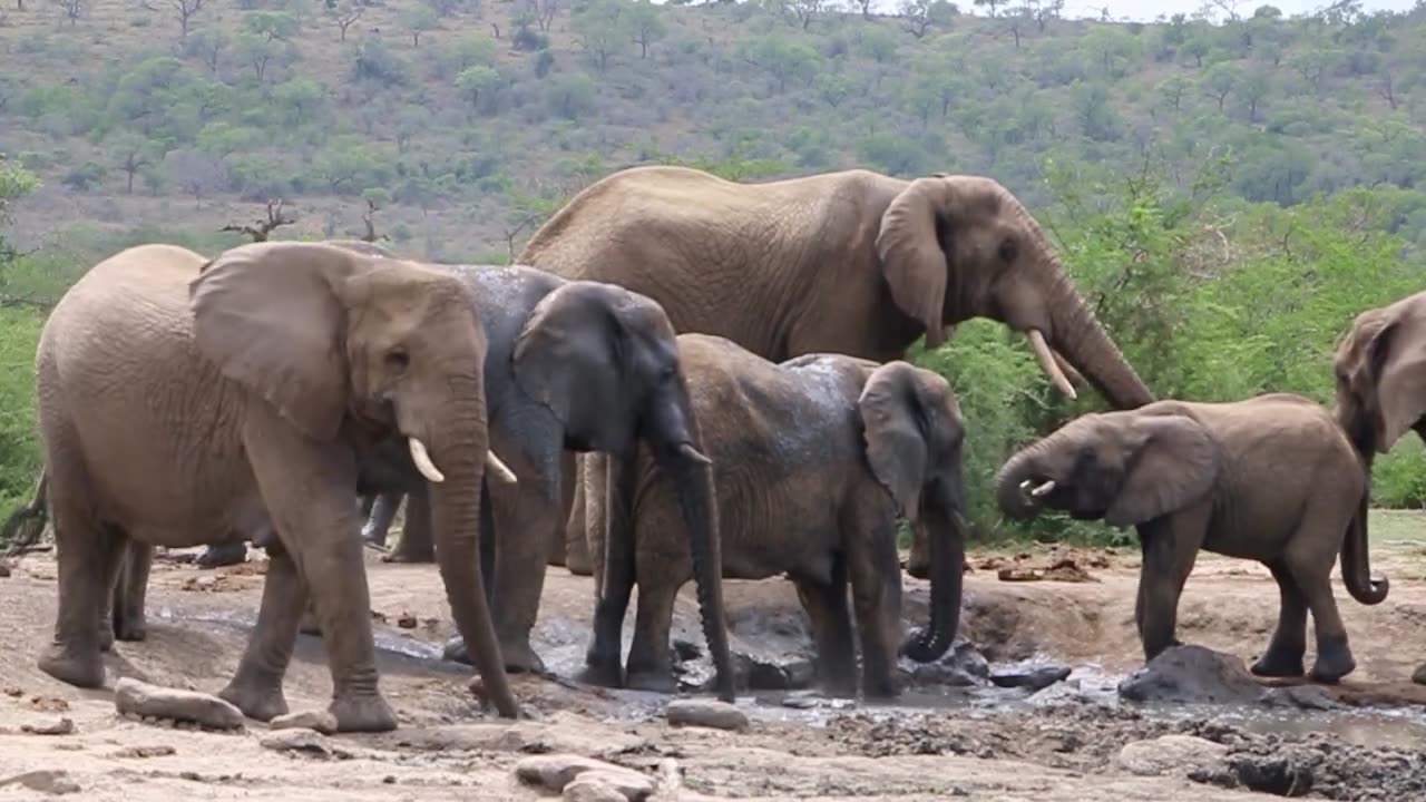 ELEPHANTS!!!! I SEE ELEHPHANTS.