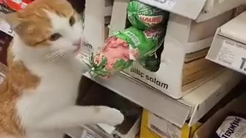Funny and Cute Cats Videos #311