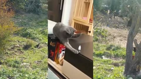 Funniest Cats and Dogs Computation
