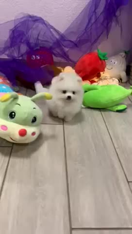 Pomeranian pom pom spitz nain