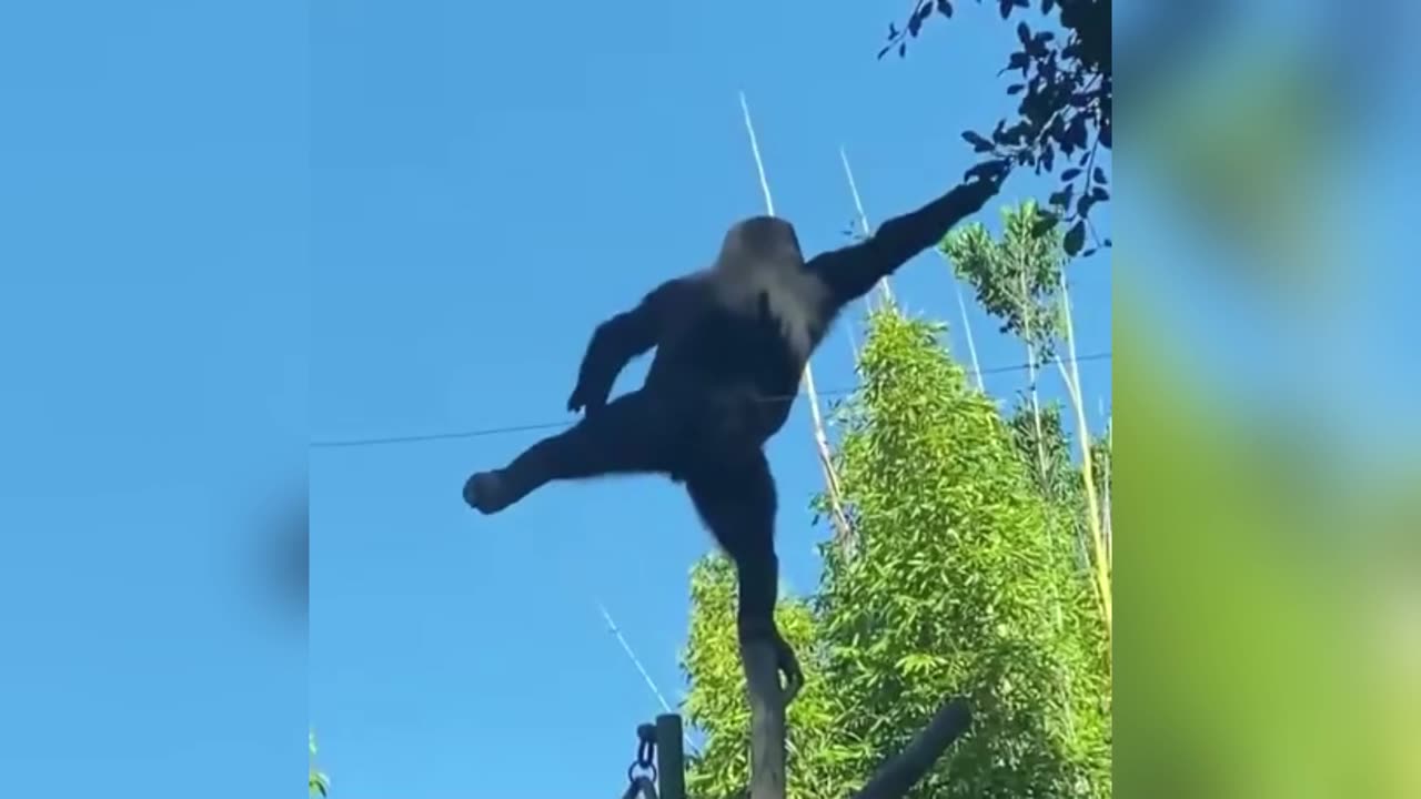 Who said a Gorilla can't be a ballerina🤣