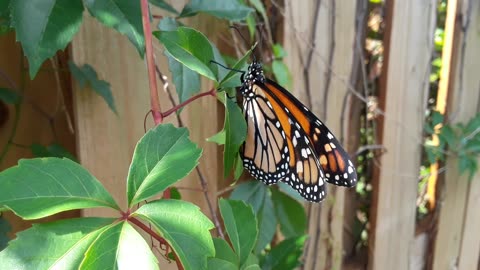 Monarch Butterfly South Florida