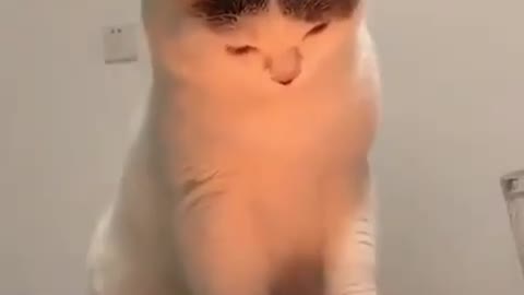 First time experience of a Cat with candle 🕯️