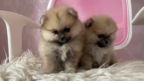 Cute-puppy dog