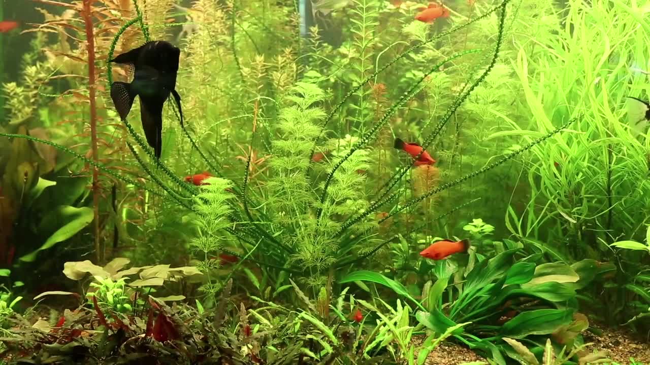 Aquarium fishes and green water plants