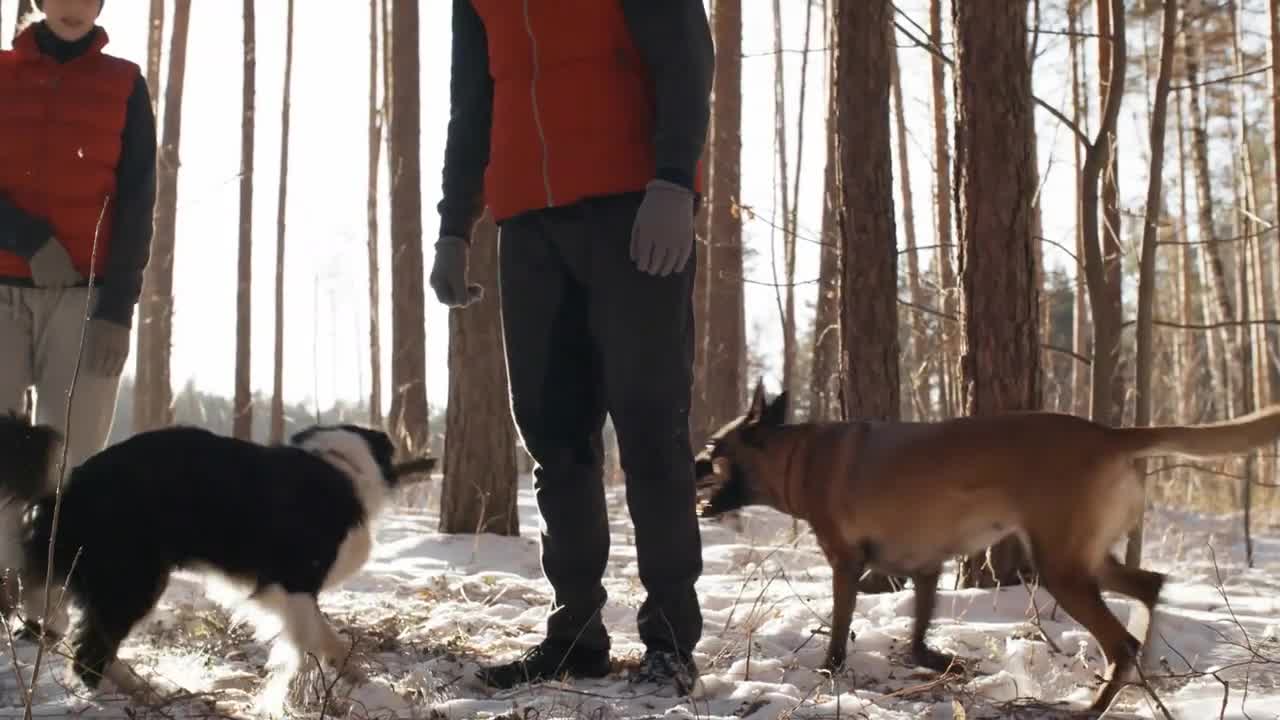 Two adorable dogs and their owners playing with sticks and enjoying pleasant winter day in forest