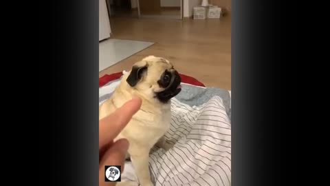 Pug Funny Moments Cute Dog Videos Pets Funny