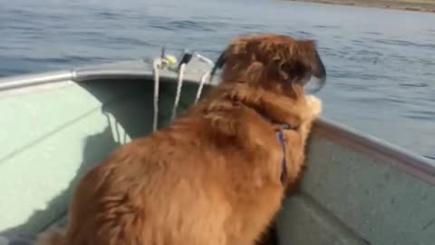 Dog loves boating