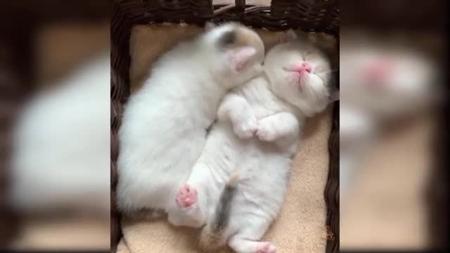 Cute cats _ baby cats and funny cats video 5