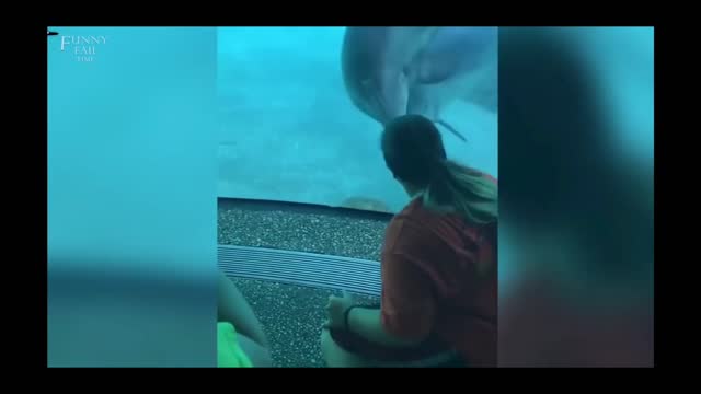AQUARIUM dolphin
