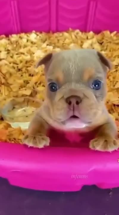 Cute dog #pitbull dog