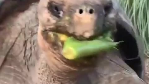 funny animal video