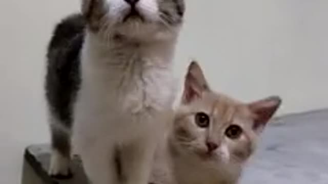 FUNNY CAT'S