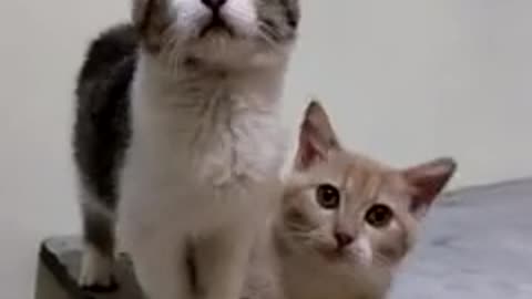 FUNNY CAT'S