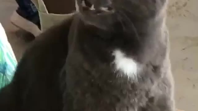 Cat Has A Sneezing Malfunction