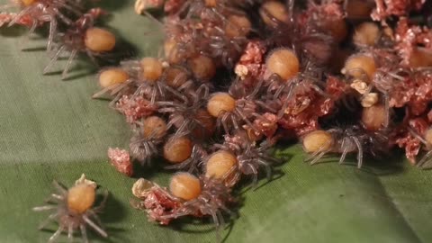 Eating the Biggest Tarantulas! Insane Food Challenge!