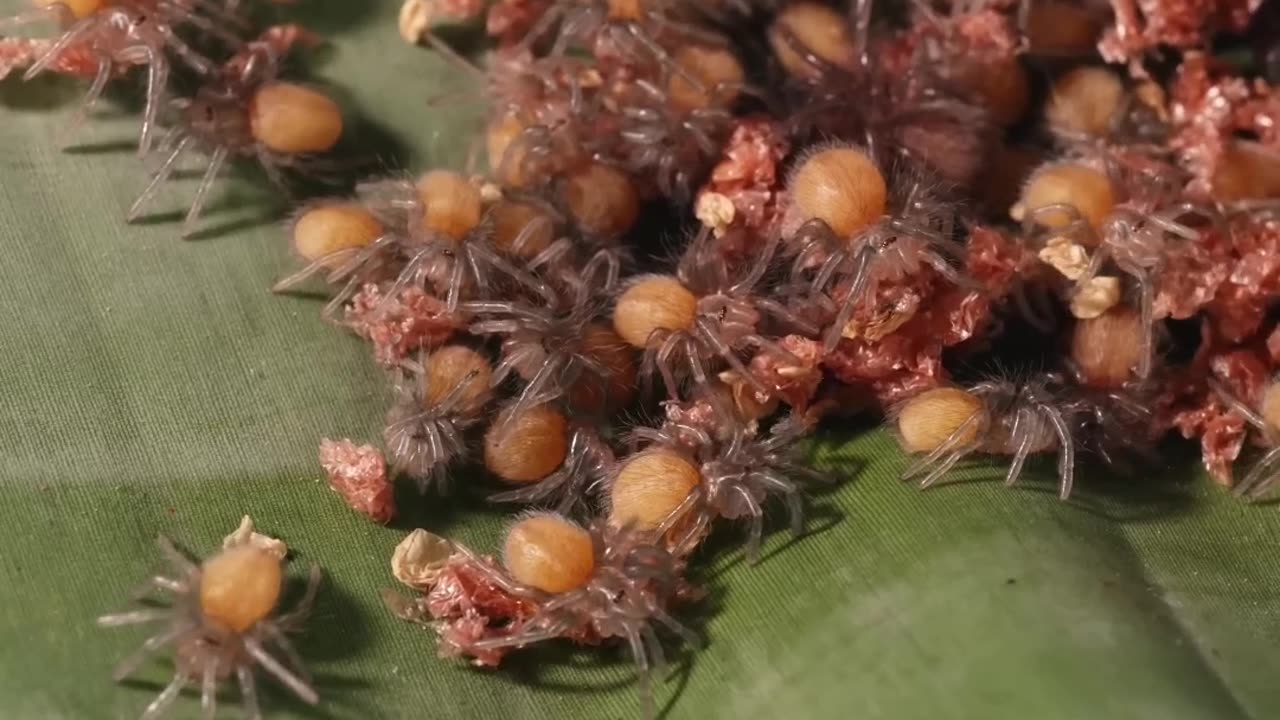 Eating the Biggest Tarantulas! Insane Food Challenge!