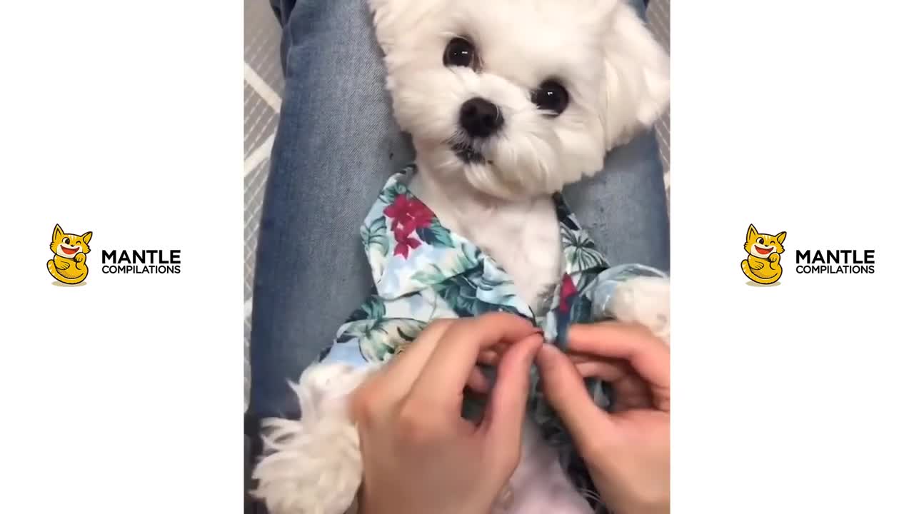 cute animal videos funniest dog video