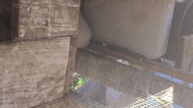 Baby Bunnies