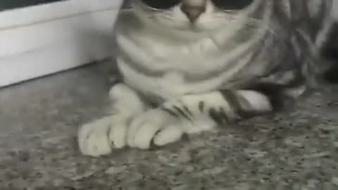 Cat wearing black black glasses Its Cat Very intelligent