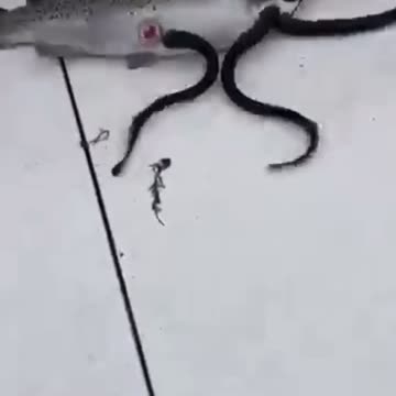 Destroy All Parasites