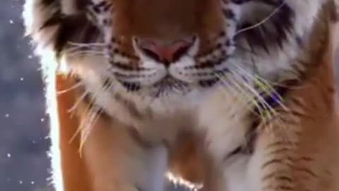 Big Tiger Cat