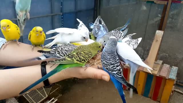 beautiful lovebird having lunch