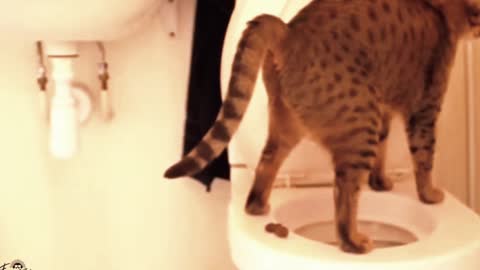 This Super Cute Cat Poops at Toilet Bowl, but look what Happend after..Funny Cat Videos