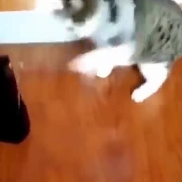 Cutest Try not to Laugh Kittens & Pups-8