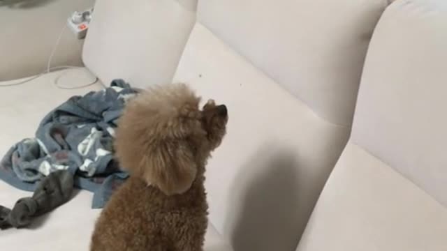 There is a ball on the sofa. Jump Jump!