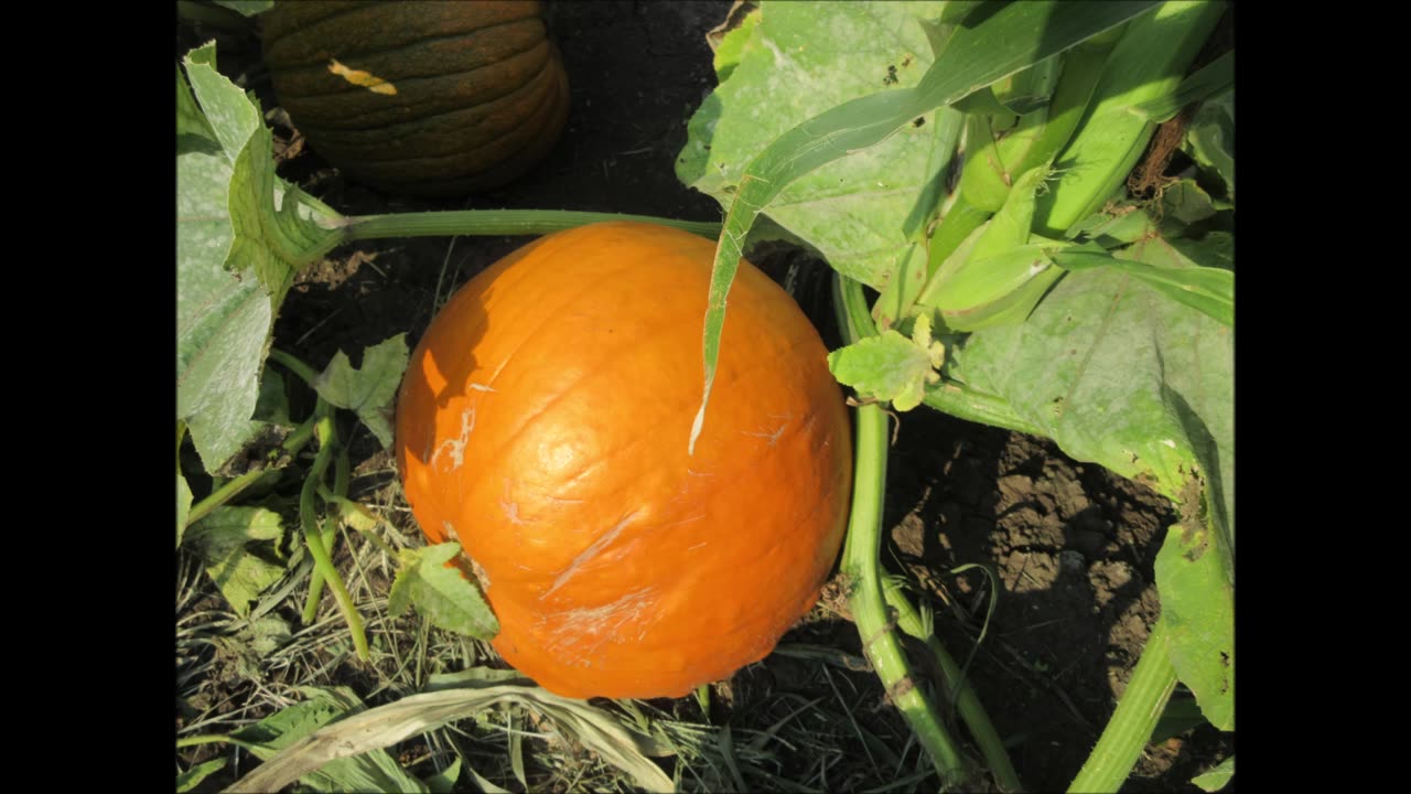 Eye Catching Orange Orange Pumpkin August 2023