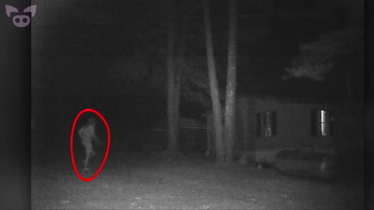 Disturbing Trail Cam Photos What's Lurking in the Woods?