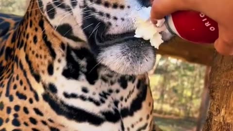 This TIGER LOVES Whipped Cream 🐅🍦