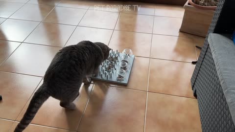 Funniest Animals 2024 😂 New Funny Cats and Dogs Videos 😻🐶 Part 1