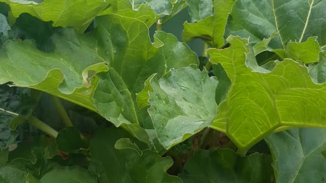 Home allotment 2